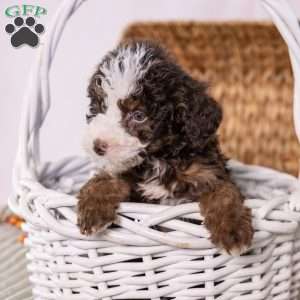 Hawk, Mini Bernedoodle Puppy